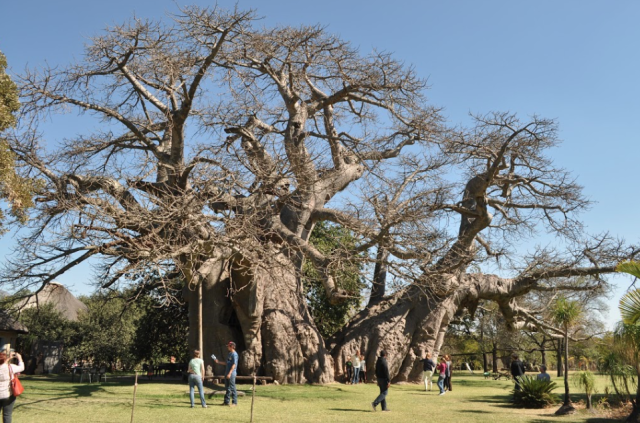 Baobab Bar (World's quirkiest bars 2018)