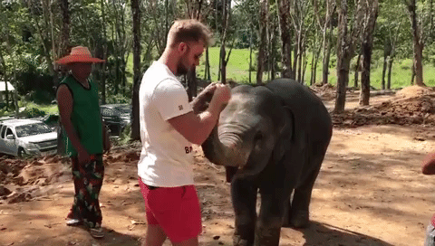 Feeding baby elephant at the Elephant Jungle Sanctuary, Phuket, Thailand